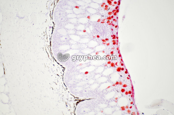 Peau de poisson x40 - gryphea.org